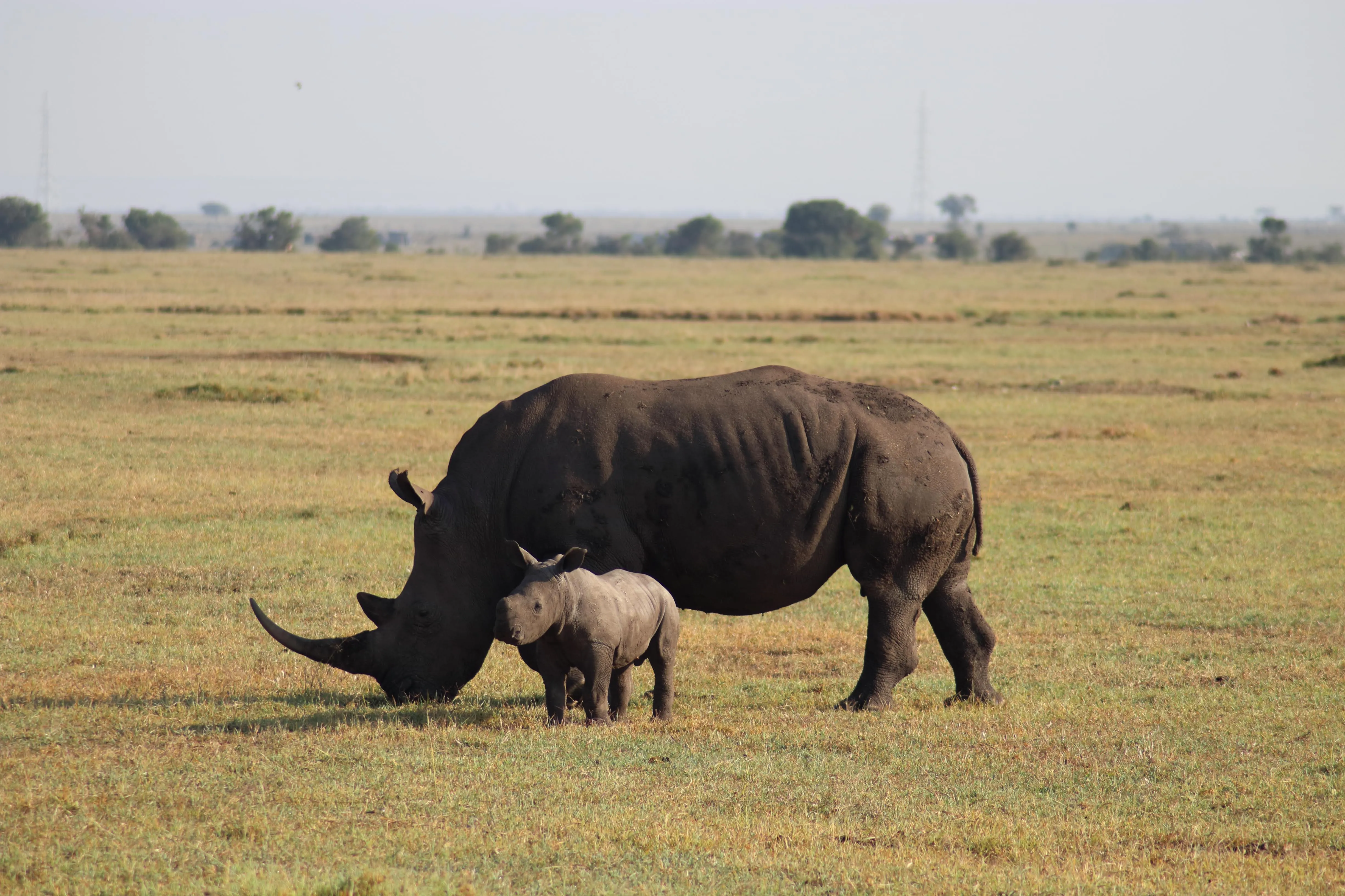 2-Day Safari to Tarangire & Ngorongoro Crater from Arusha