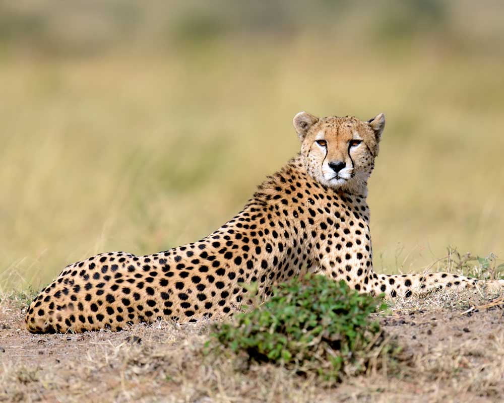 Day 3 - In Serengeti National Park full day